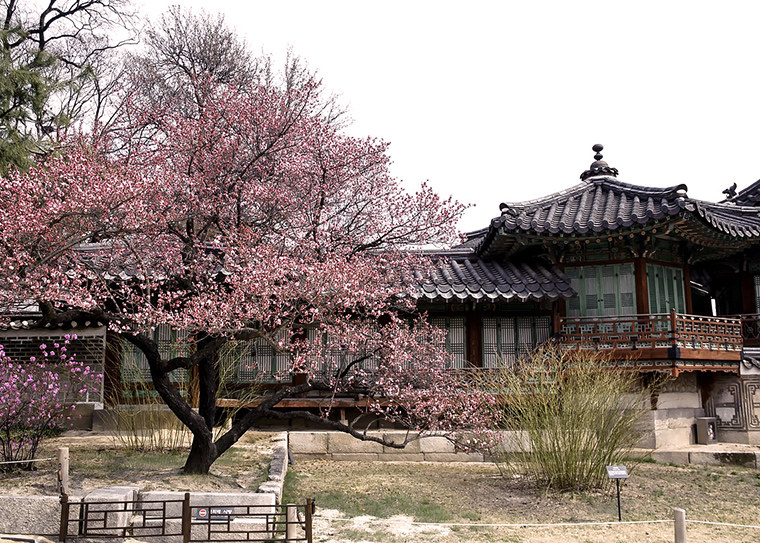 palais-changdeokgung-seoul-printemps